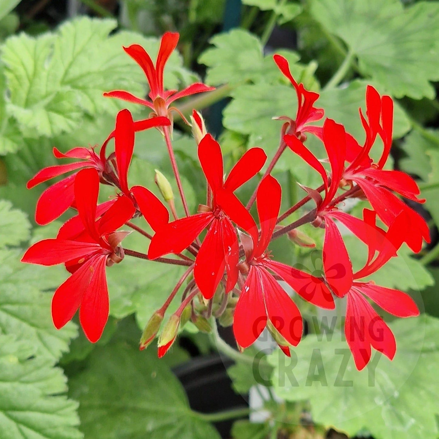 Kewensis - Species Hybrid Pelargonium / Geranium - Single Plant 6cm bio Pot