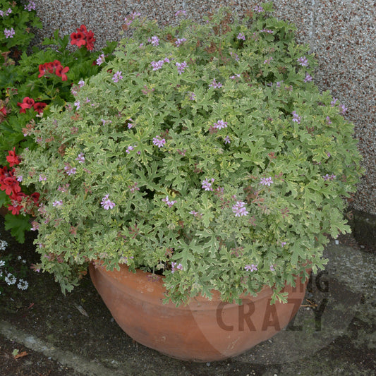 Lady Plymouth - Lemon-rose Scented Leaved Pelargonium / Geranium
