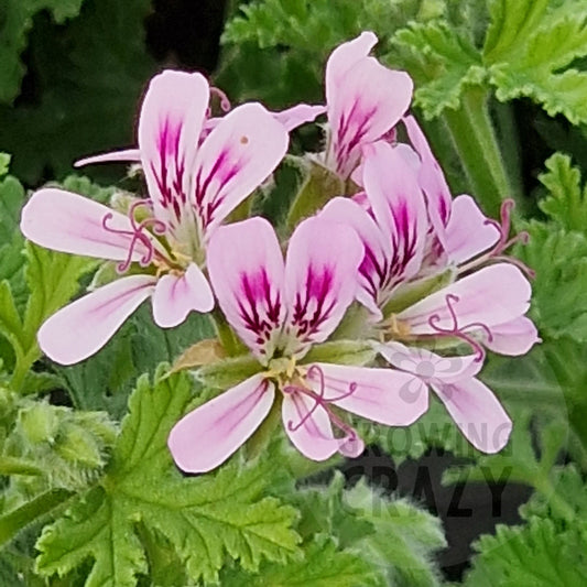 Little Gem - Scented Leaf Pelargonium (Geranium)