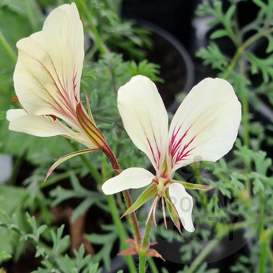 P. longicaule longicaule - Species Pelargonium / Geranium - Single Plant 6cm bio Pot