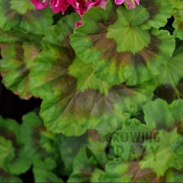 Jips Freda Burgess - Coloured Leaf Pelargonium (Geranium)