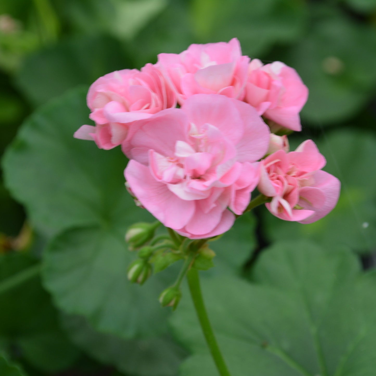 Noele Gordon - Rosebud Pelargonium (Geranium) Plant - 6cm bio pot