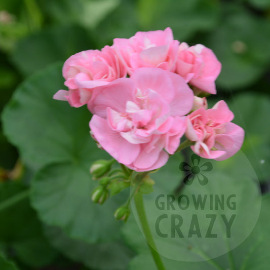 Noele Gordon - Rosebud Pelargonium (Geranium)