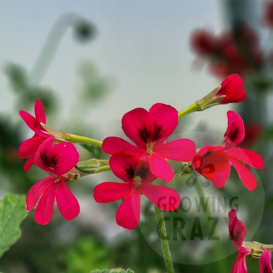 P. Xochi - Species Hybrid Pelargonium