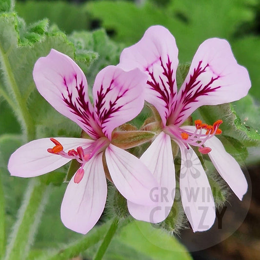 P. panduriforme - Species Pelargonium