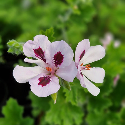 Princeanum - Scented Leaf Pelargonium (Geranium) - 6cm bio pot
