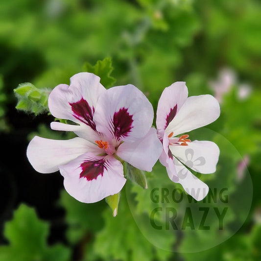 Princeanum - Scented Leaf Pelargonium (Geranium)