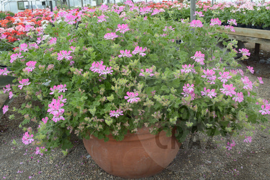 Pink Capricorn - Scented Leaf Pelargonium (Geranium)