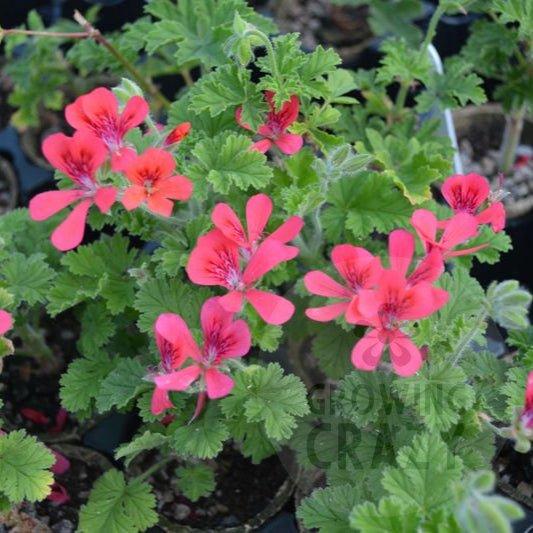 Scarlet Pet - Unique Pelargonium (Geranium)