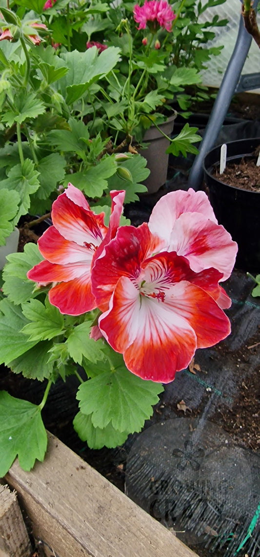 Turkish Coffee - Regal Pelargonium (Geranium)