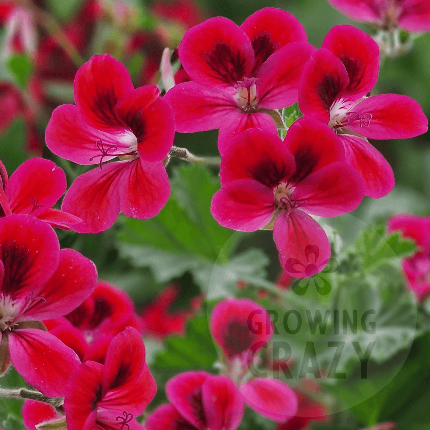 Freya Gowrley - Decorative Pelargonium (Geranium) plant in 6cm bio pot