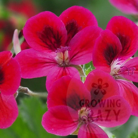 Decorative Pelargonium 'Freya Gowrley' - geranium with bright flowers for sale at Growing Crazy UK