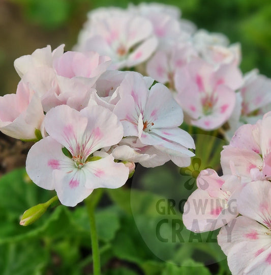 Alex Kitson- Zonal Pelargonium / Geranium