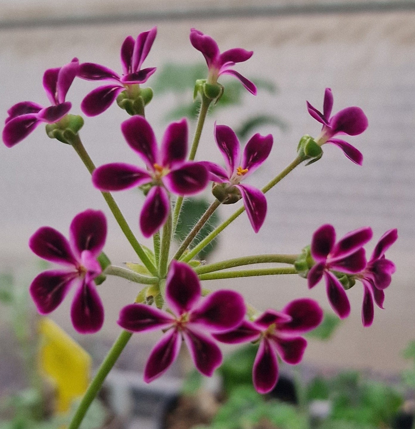 P. Lawrenceanum - Species Hybrid Pelargonium / Geranium - Single Plant 6cm bio Pot