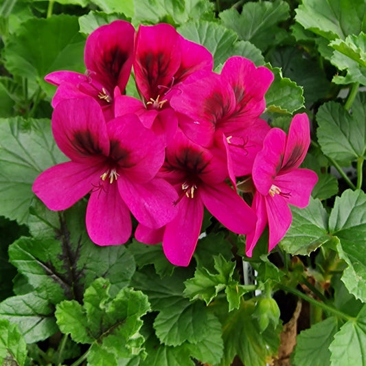 Ashby - Sweet Scented Leaved Pelargonium / Geranium Decorative Plant - 6cm bio pot