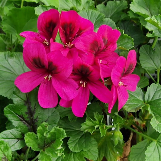 Ashby - Decorative Pelargonium / Geranium