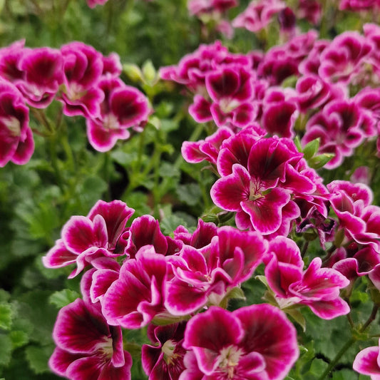 Jer'rey - Angel Pelargonium (Geranium) Plant - 6cm bio pot