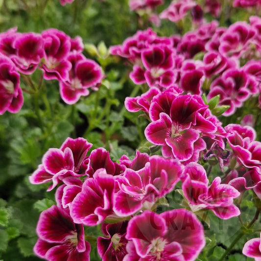 Jer'rey - Angel Pelargonium (Geranium)