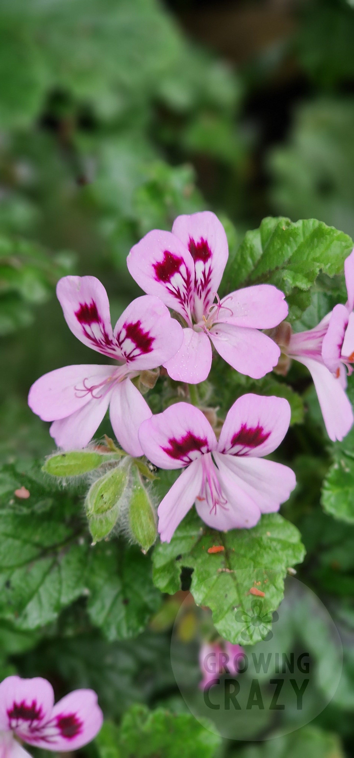 Royal Oak - Spicy Scented Leaf Pelargonium (Geranium) Plant - 6cm bio pot