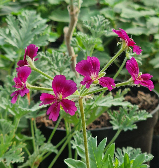 P. Bridgitte Stisser - Species Hybrid Pelargonium / Geranium - Single Plant 6cm bio Pot