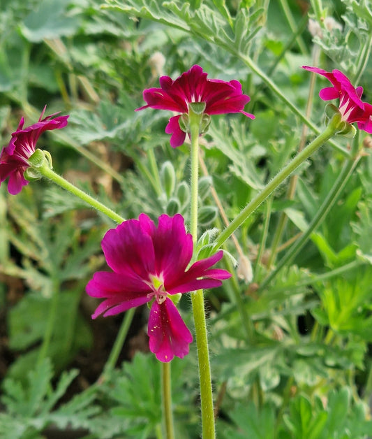 P. Bridgitte Stisser - Species Hybrid Pelargonium / Geranium - Single Plant 6cm bio Pot
