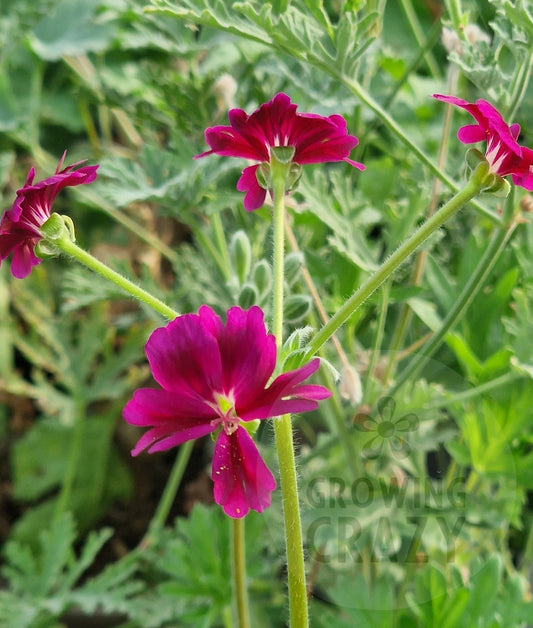P. Brigitte Stisser - Species Hybrid Pelargonium