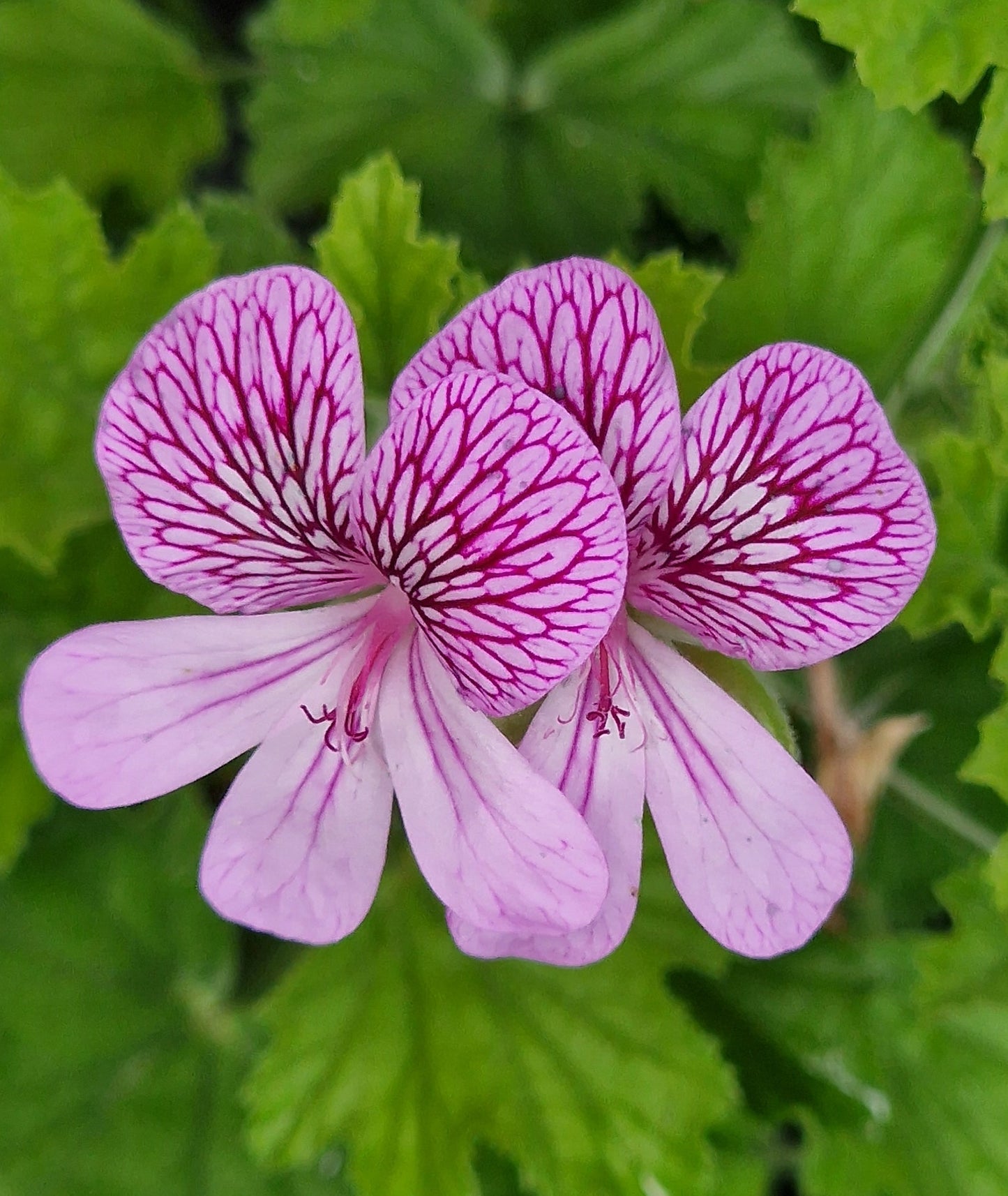 P. San Francisco - Species Pelargonium / Geranium - Single Plant 6cm bio Pot