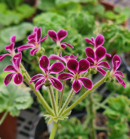 P. Lawrenceanum - Species Hybrid Pelargonium / Geranium - Single Plant 6cm bio Pot