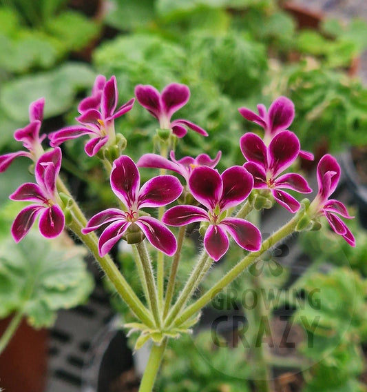 P. Lawrenceanum - Species Hybrid Pelargonium