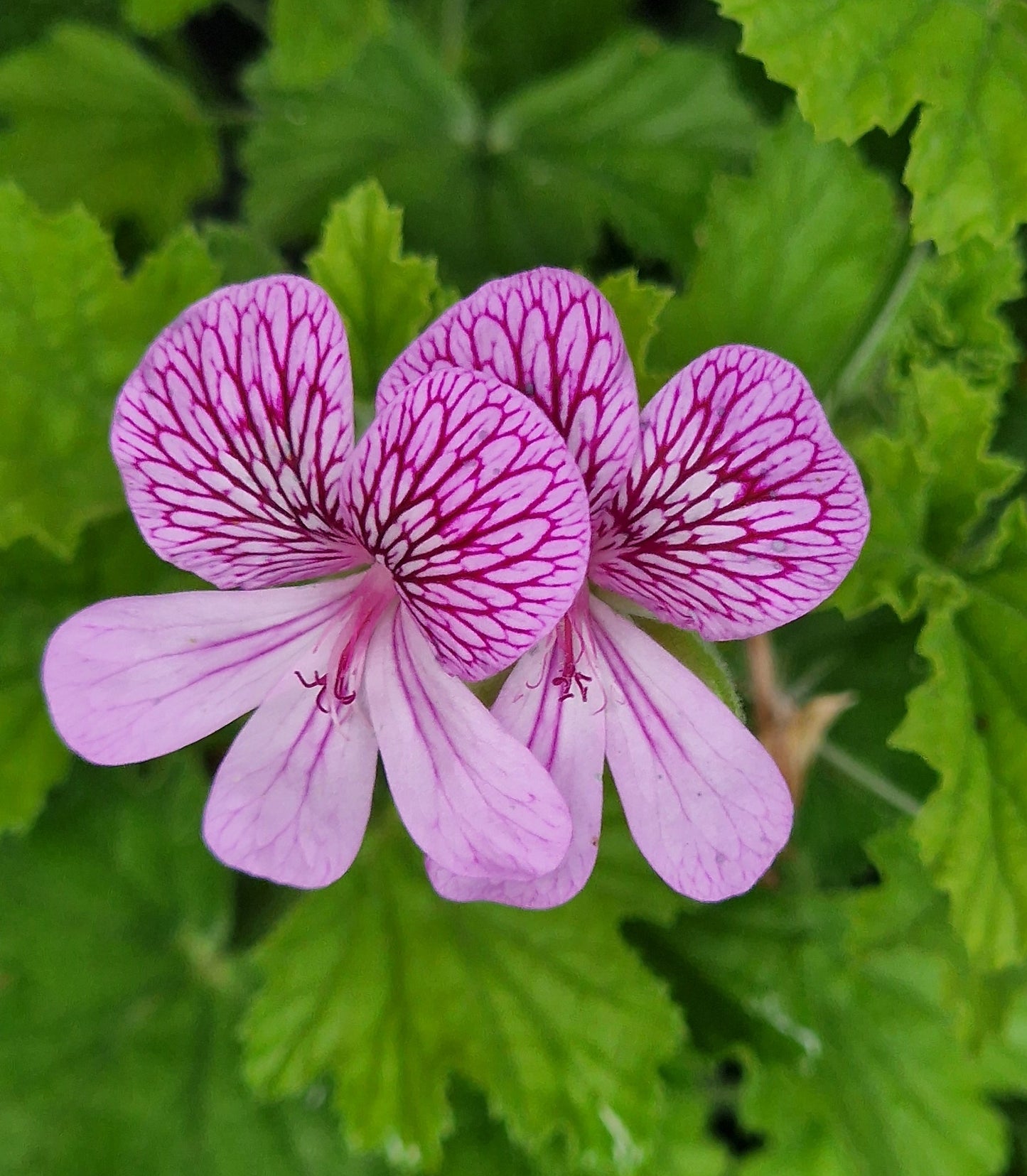 P. San Francisco - Species Pelargonium / Geranium - Single Plant 6cm bio Pot