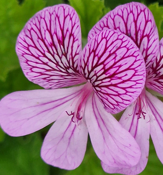 P. San Francisco - Species Pelargonium / Geranium - Single Plant 6cm bio Pot