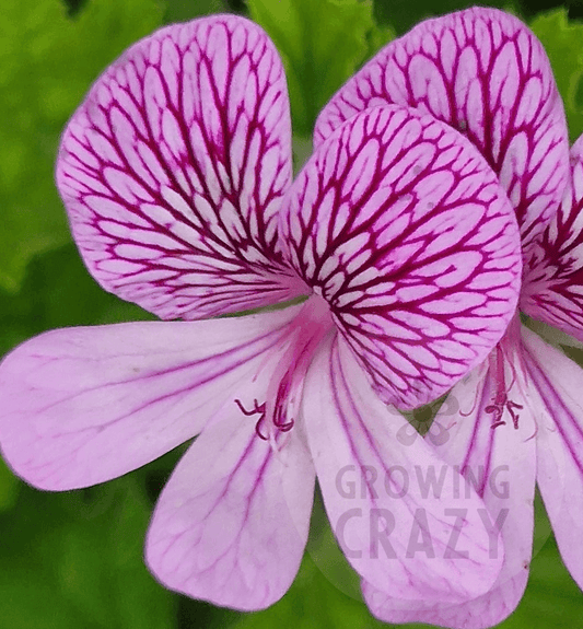 P. San Francisco - Species Pelargonium