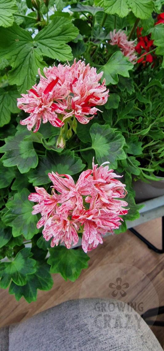 Richard Hodgson - Stellar Pelargonium (Geranium)