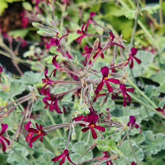 A close-up view of a flowering plant with small dark red to burgundy star-shaped flowers and variegated green leaves with cream edges, growing outdoors.