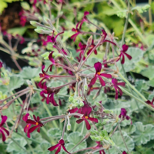 A close-up view of a flowering plant with small dark red to burgundy star-shaped flowers and variegated green leaves with cream edges, growing outdoors.