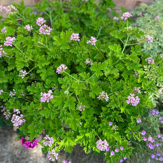 Attar of Roses - Rose Scented Pelargonium (Geranium) Plant - 6cm bio pot