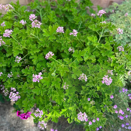 Attar of Roses - Rose Scented Pelargonium (Geranium)