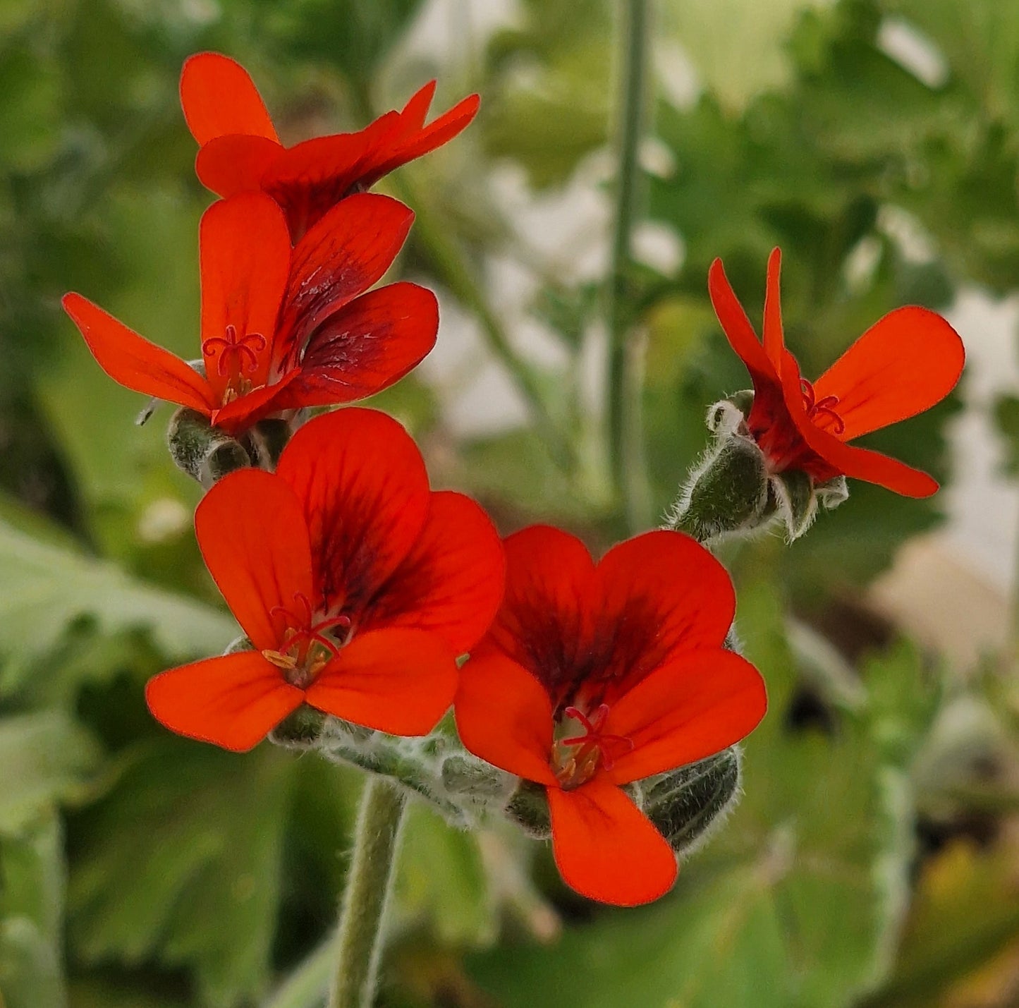 P. Lara Beacon - Species Hybrid Pelargonium / Geranium - Single Plant 6cm bio Pot