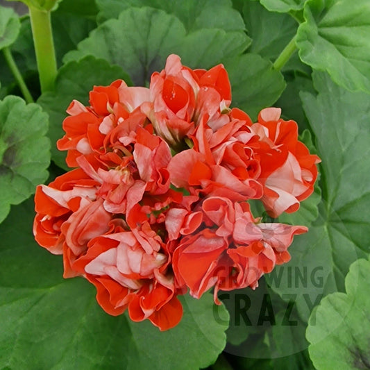 Orange Rosebud - Rosebud Pelargonium (Geranium) Plant - 6cm bio pot