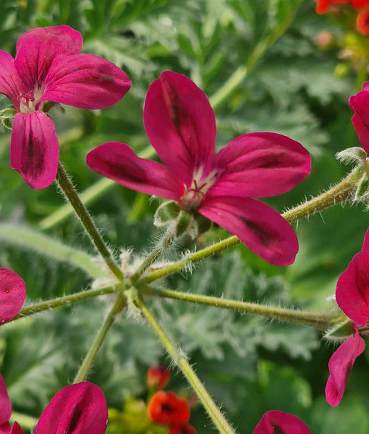 P. Schottii - Species Hybrid Pelargonium / Geranium - Single Plant 6cm bio Pot