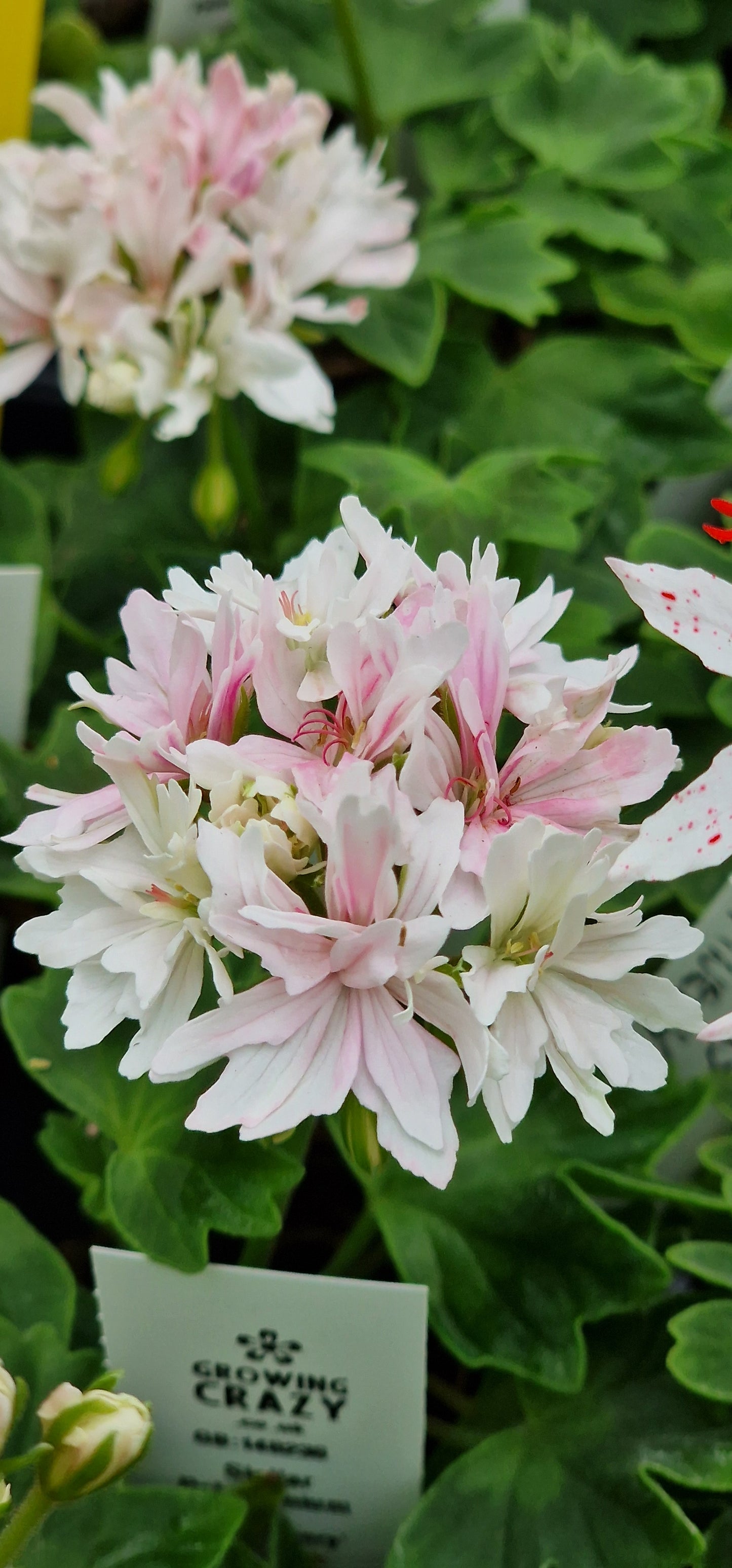 Vectis Finery - Stellar Pelargonium (Geranium) Plant - 6cm bio pot