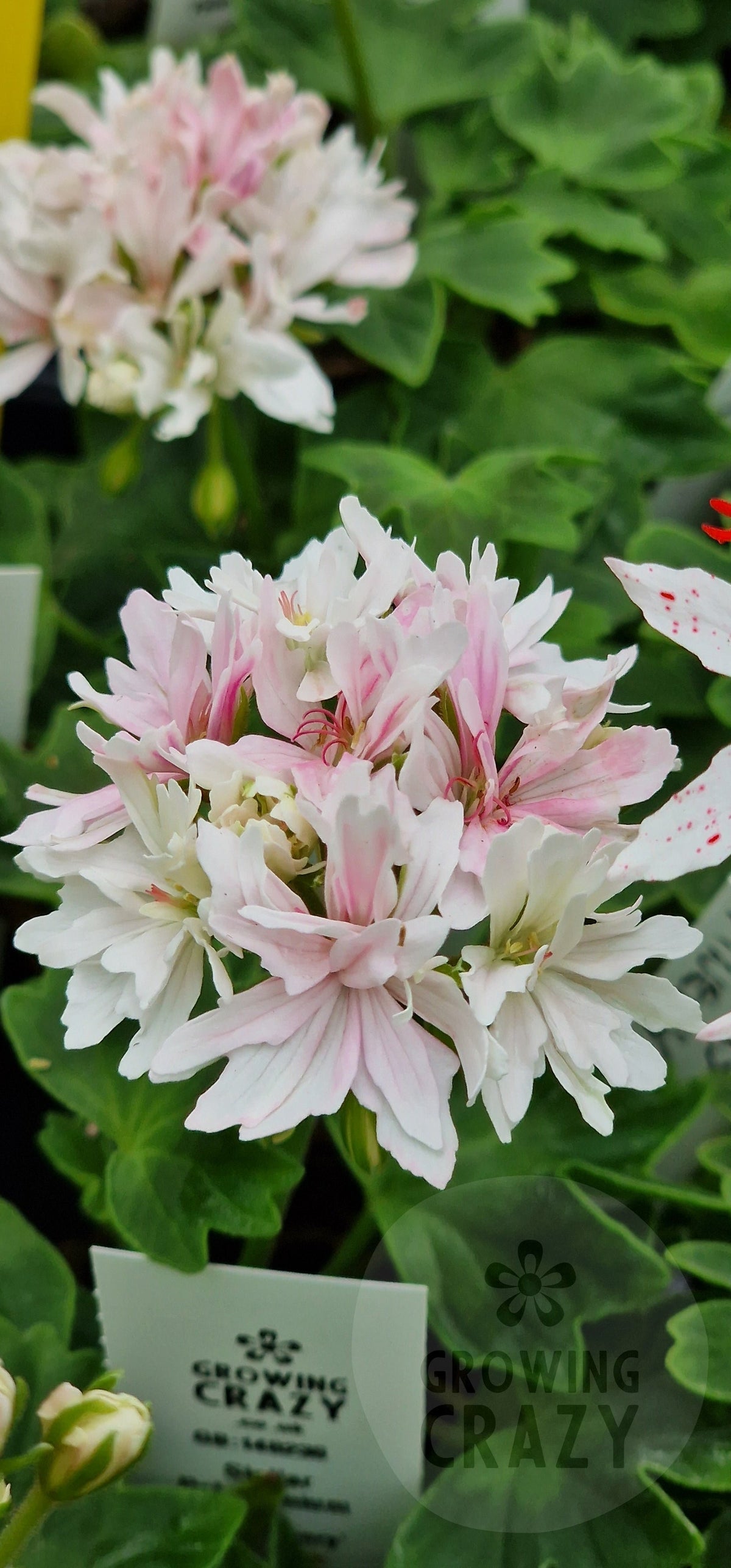 Vectis Finery - Stellar Pelargonium (Geranium)