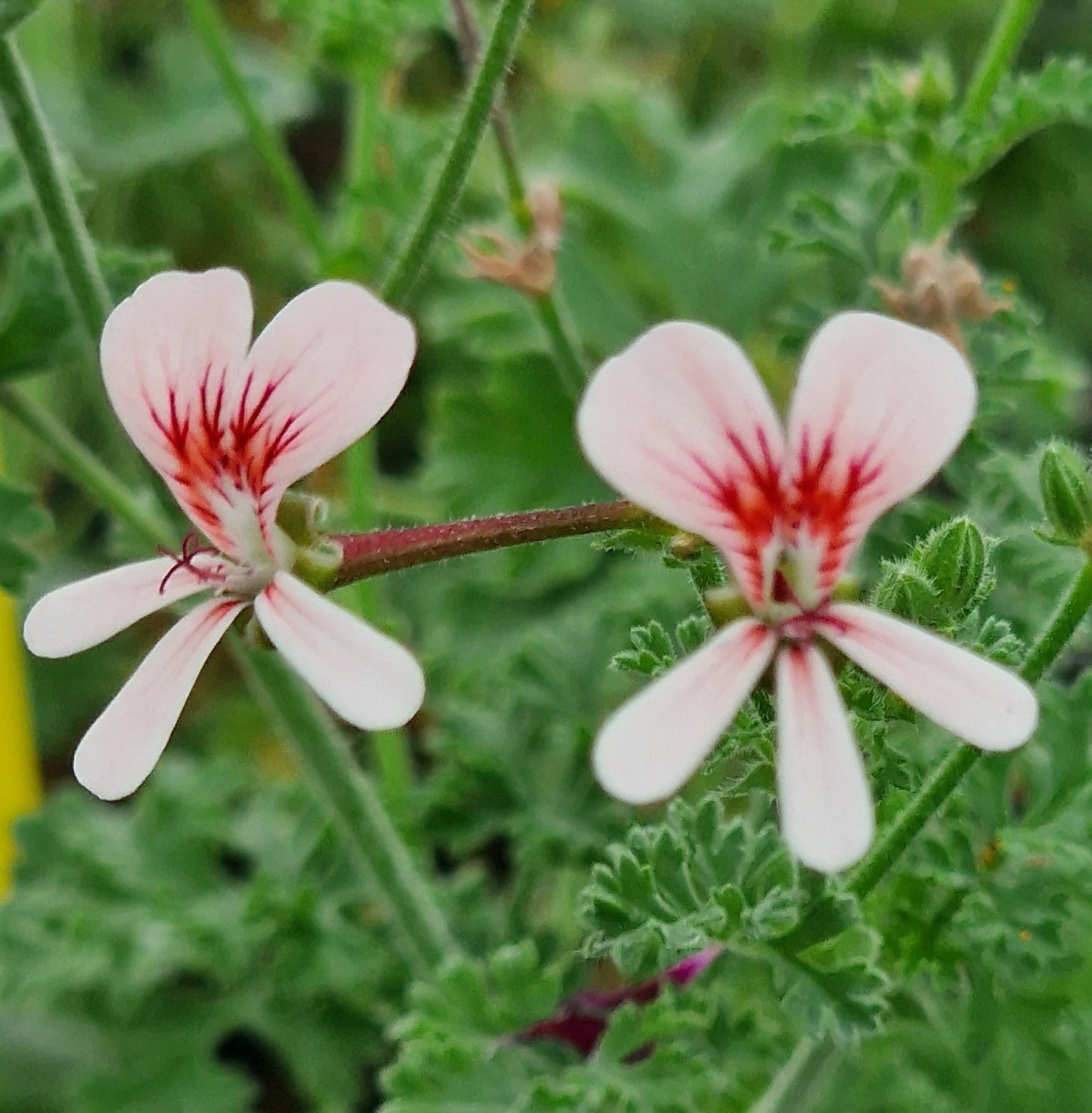 P. Shannon - Species Hybrid Pelargonium / Geranium - Single Plant 6cm bio Pot