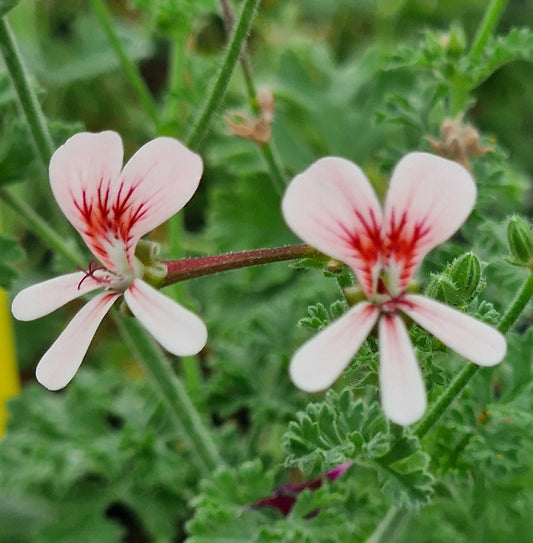 P. Shannon - Species Hybrid Pelargonium / Geranium - Single Plant 6cm bio Pot