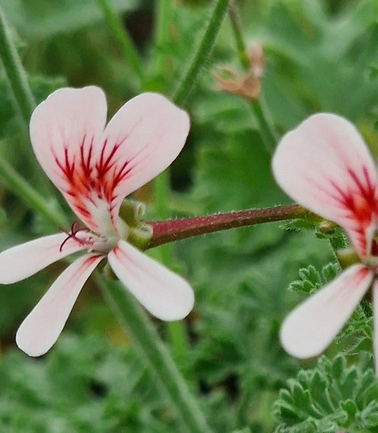 P. Shannon - Species Hybrid Pelargonium / Geranium - Single Plant 6cm bio Pot