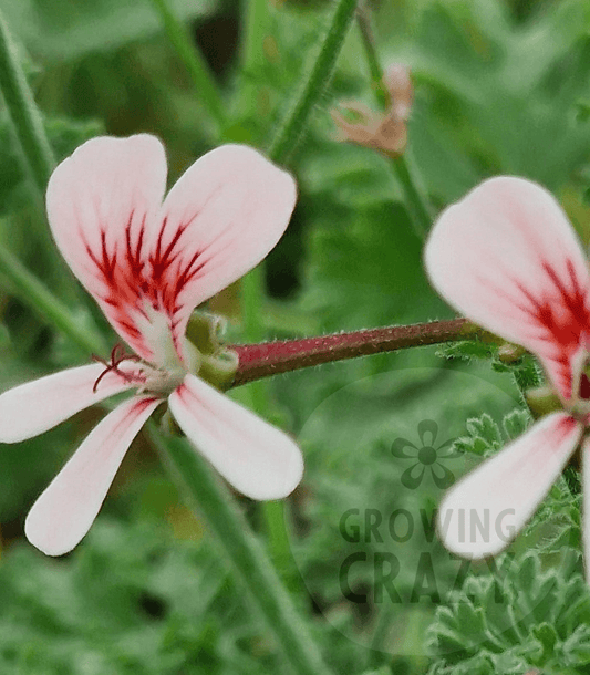 P. Shannon - Species Hybrid Pelargonium