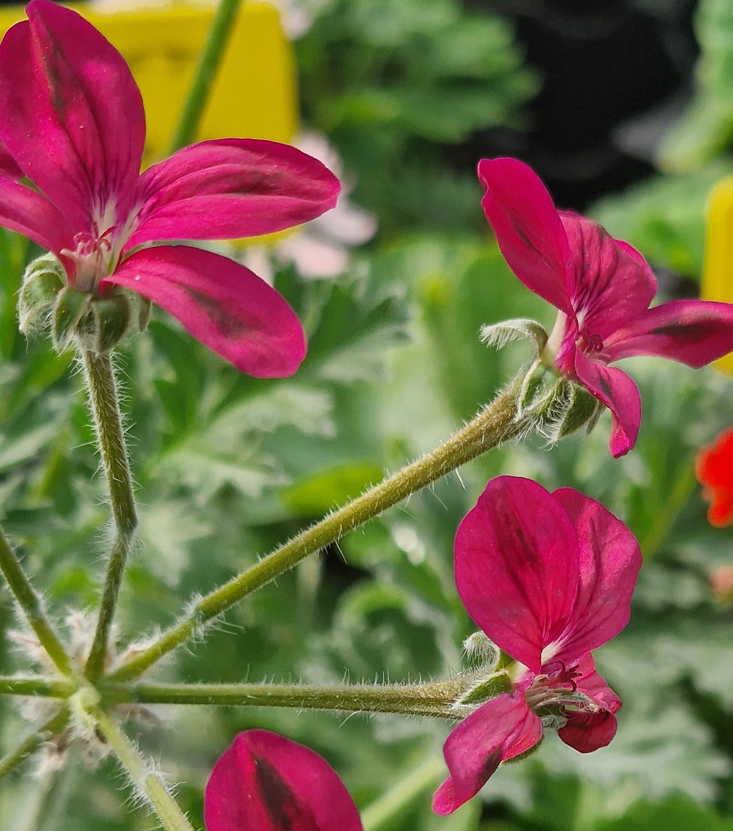 P. Schottii - Species Hybrid Pelargonium / Geranium - Single Plant 6cm bio Pot