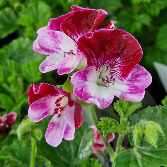 Cottenham Harmony - Angel Pelargonium (Geranium) Plant - 6cm bio pot
