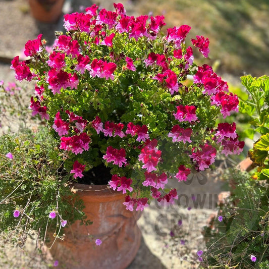 Quantock Perfection - Angel Pelargonium (Geranium)