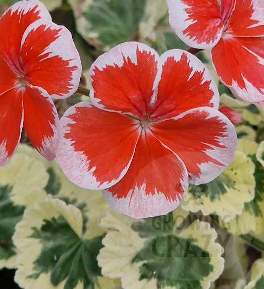 Hagemos Trolkrem - Coloured Leaf Pelargonium / Geranium